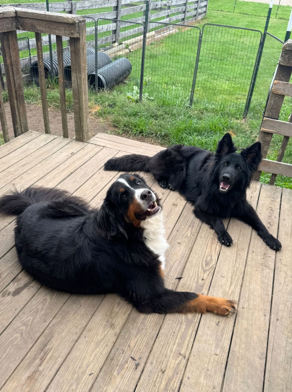 A Bernese mountain dog and a black shepherd on the deck