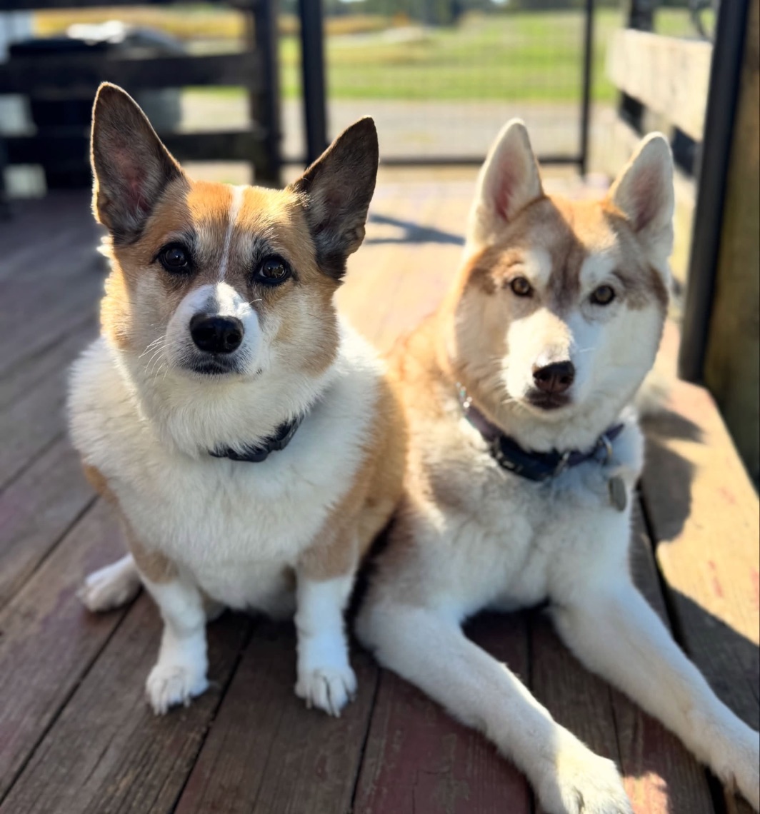 A corgi and a husky on the deck