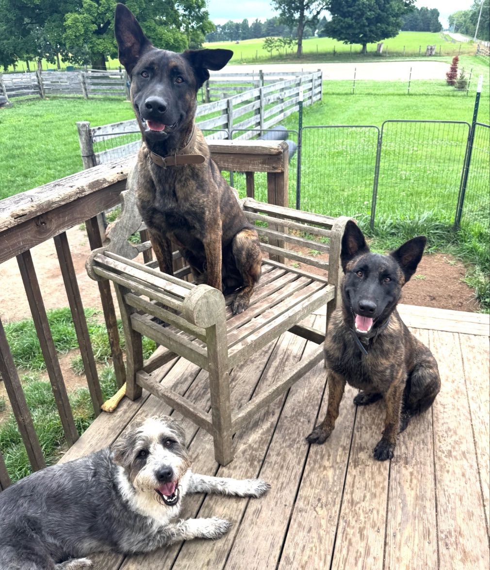 Three dogs relaxing on the farm's deck